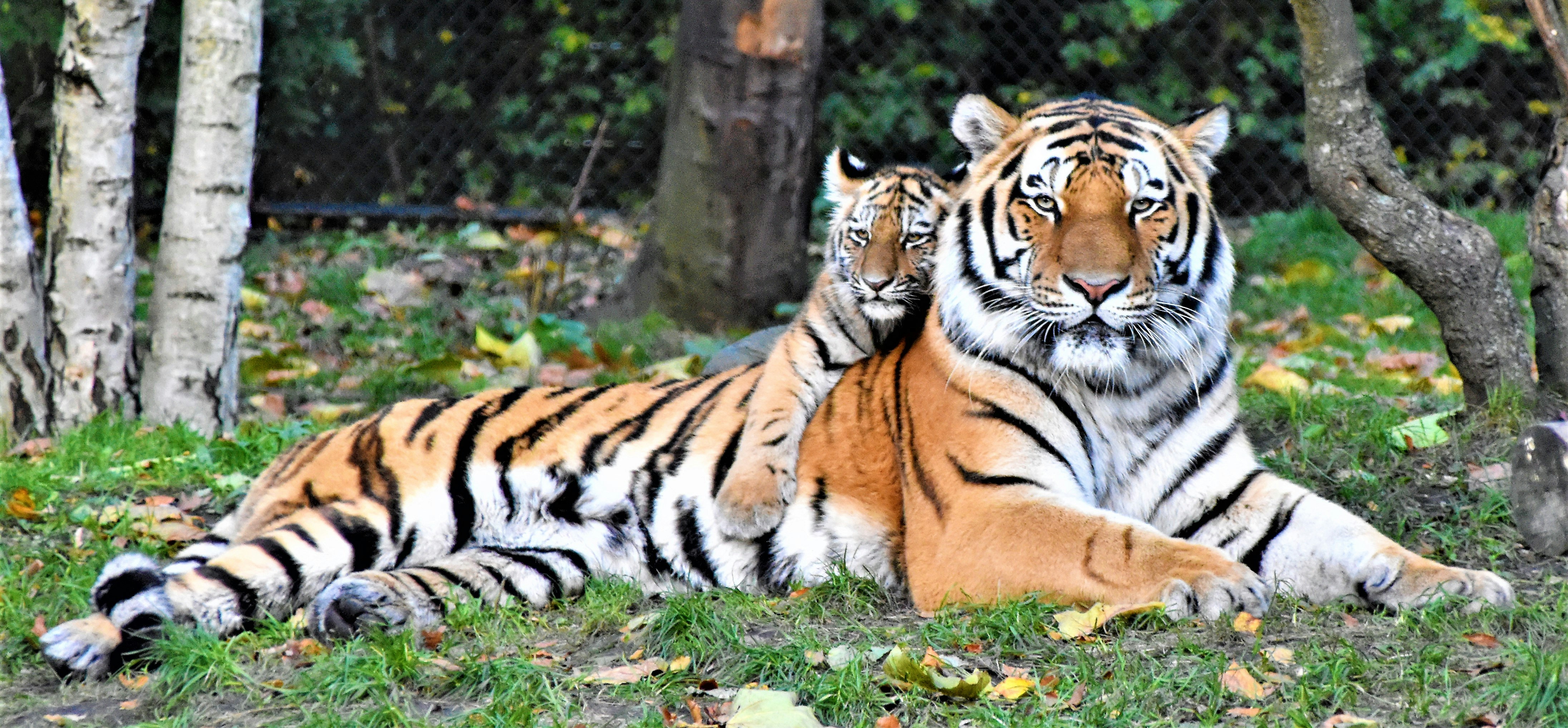 Tiger in forest